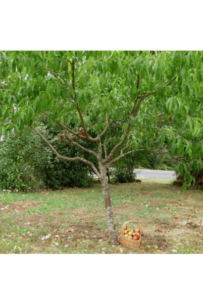 Доросле дерево нектарина Snow Queen